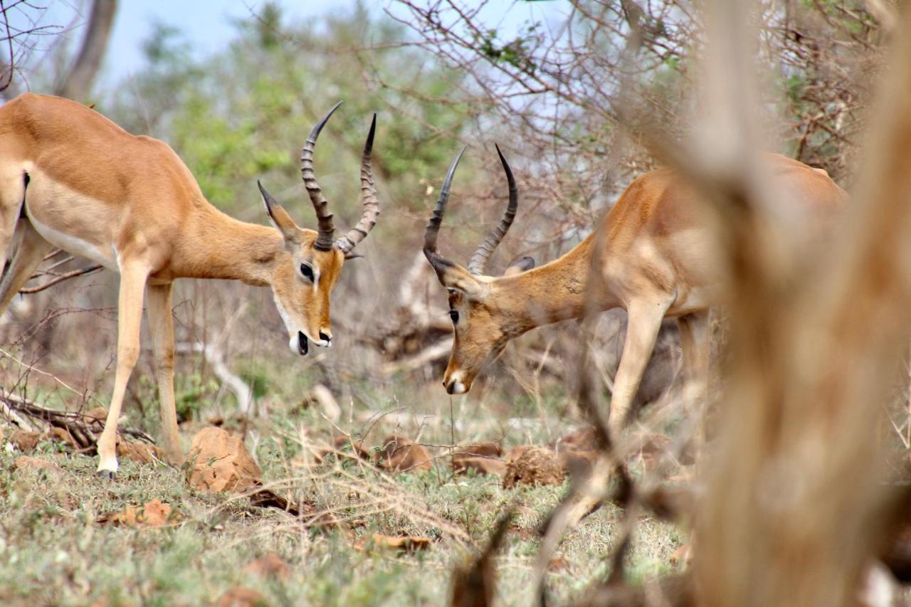Jackals Dream - Self Catering Villa Bordering Kruger National Park Marloth Park Εξωτερικό φωτογραφία